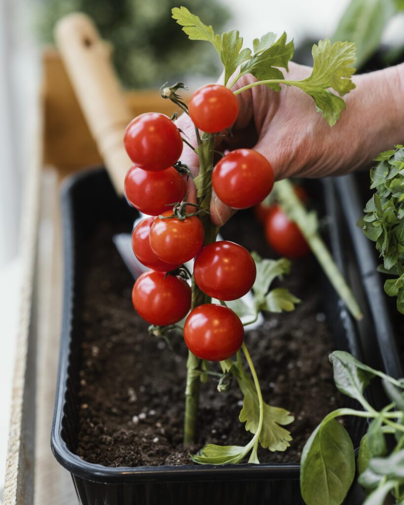 Growing Tomatoes