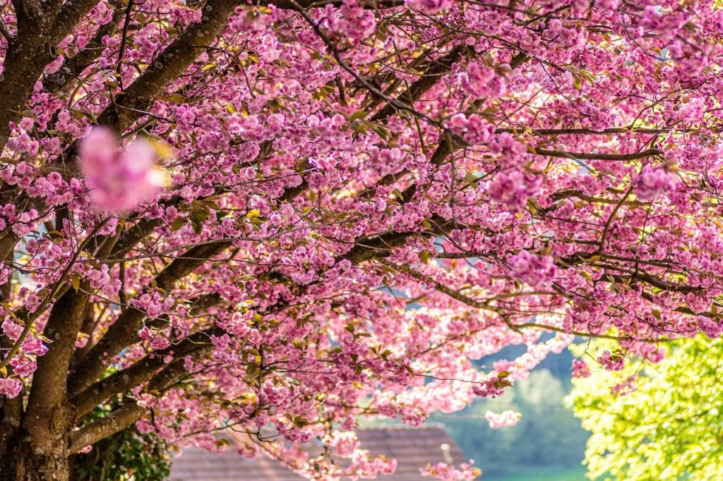 Spring blossoms
