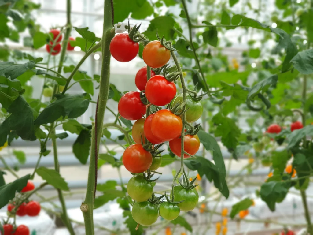 Grow tomato plant