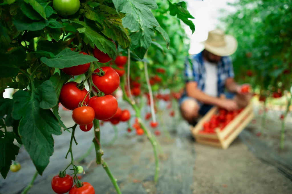  growing tomato plants