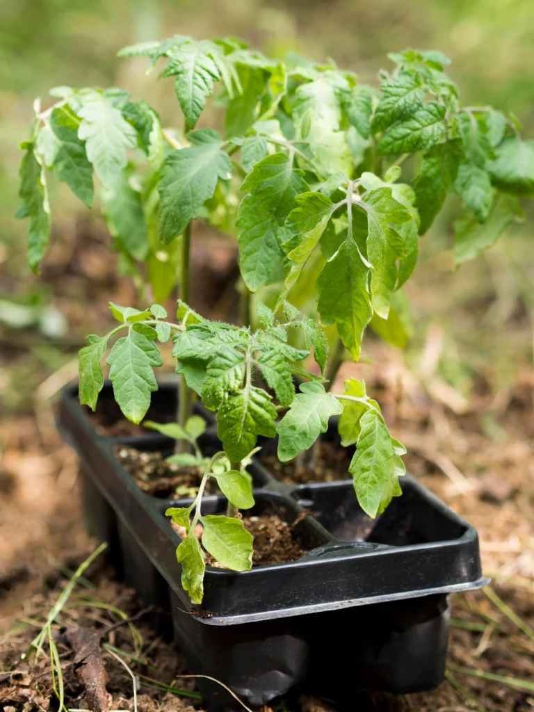 Tomato plant