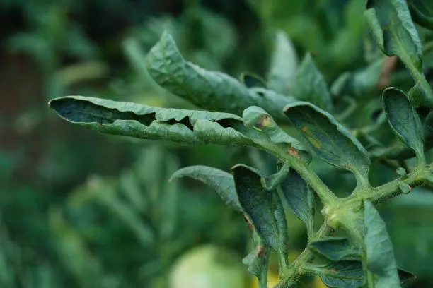 curling Tomato leaves