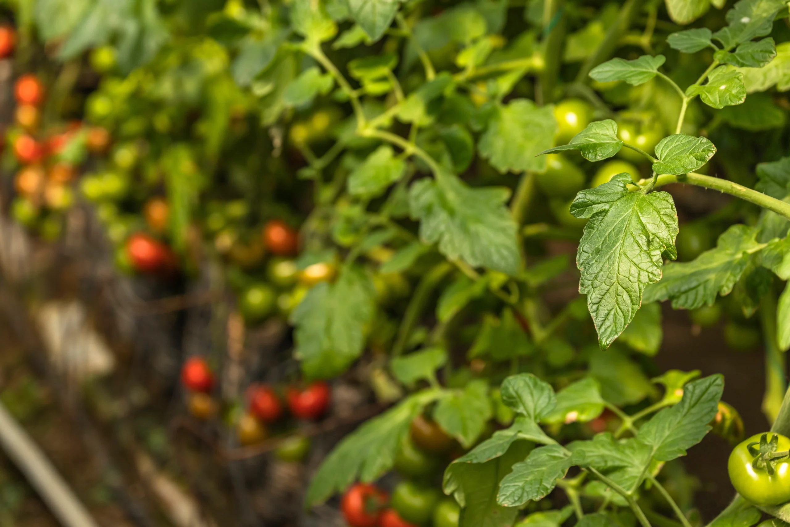 Tomato Plants