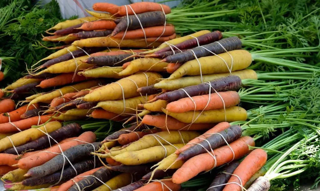 growing carrots variety