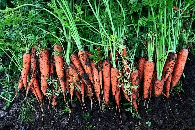 a freshly carrot harvest