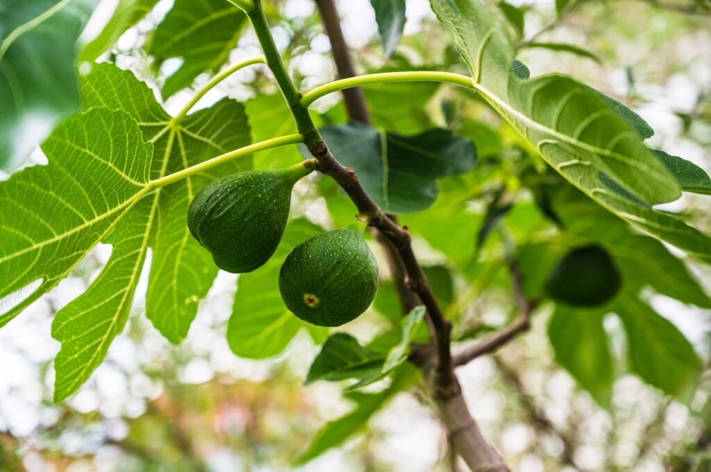 Fig Trees