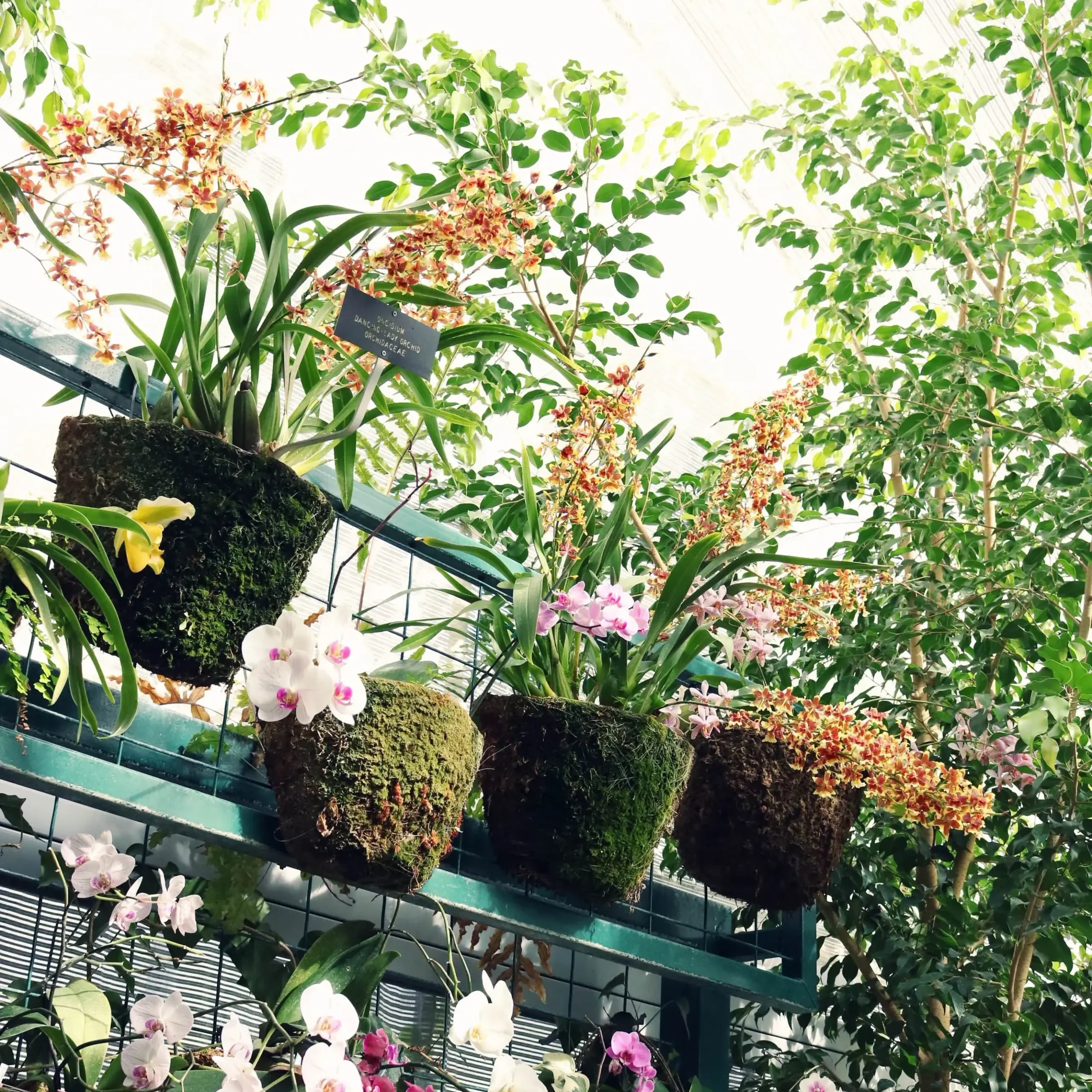 Vertical garden with a trellis of climbing beans and herbs growing in hanging planters.