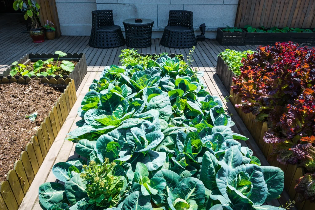 Two small wooden raised garden beds filled with leafy greens on a compact patio.